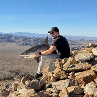 Florian Sestak’s own Kaggle profile picture
