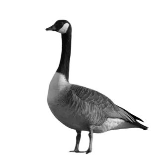 IsaiahP’s Kaggle profile picture