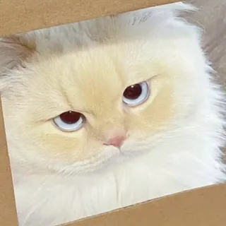 xz’s Kaggle profile picture